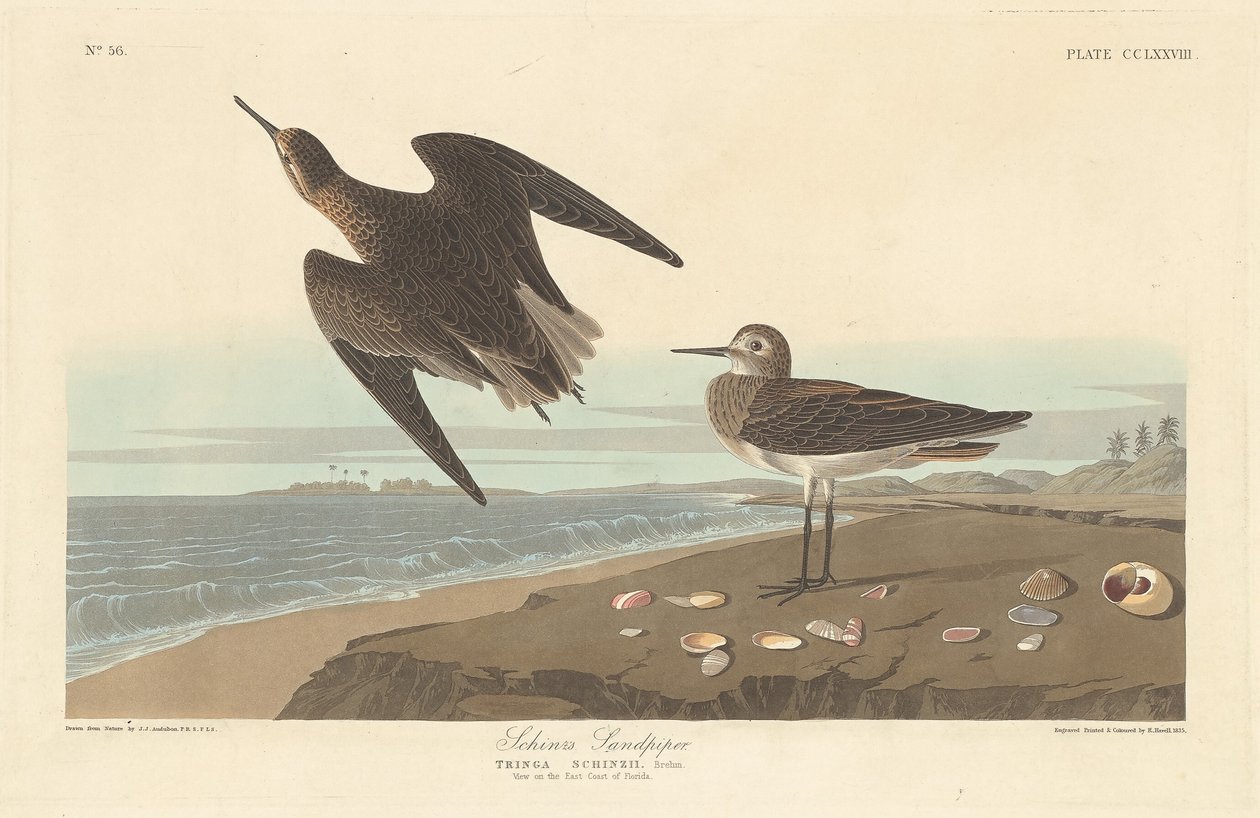 Sandpiper Schinzův od Robert Havell after John James Audubon