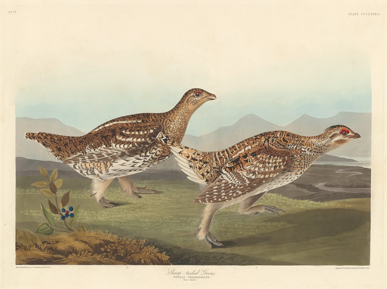 Tetřev ostroocasý od Robert Havell after John James Audubon