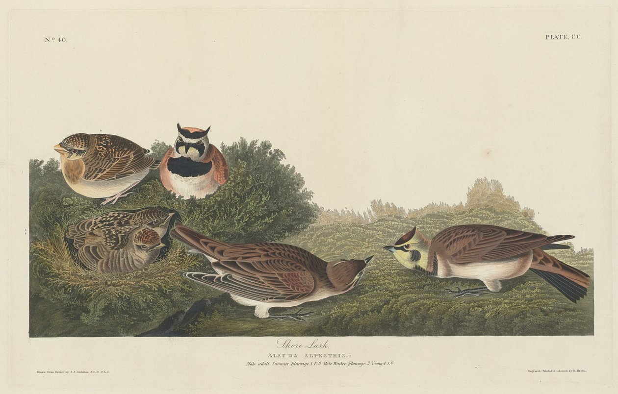 Pobřežní Lark od Robert Havell after John James Audubon