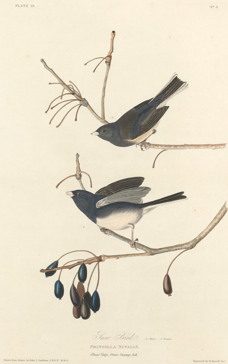 Ptáček od Robert Havell after John James Audubon