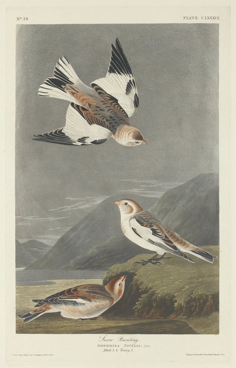 Strnad sněhový od Robert Havell after John James Audubon