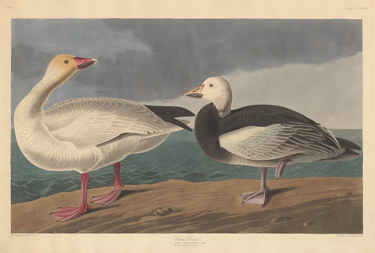Sněžná husa od Robert Havell after John James Audubon