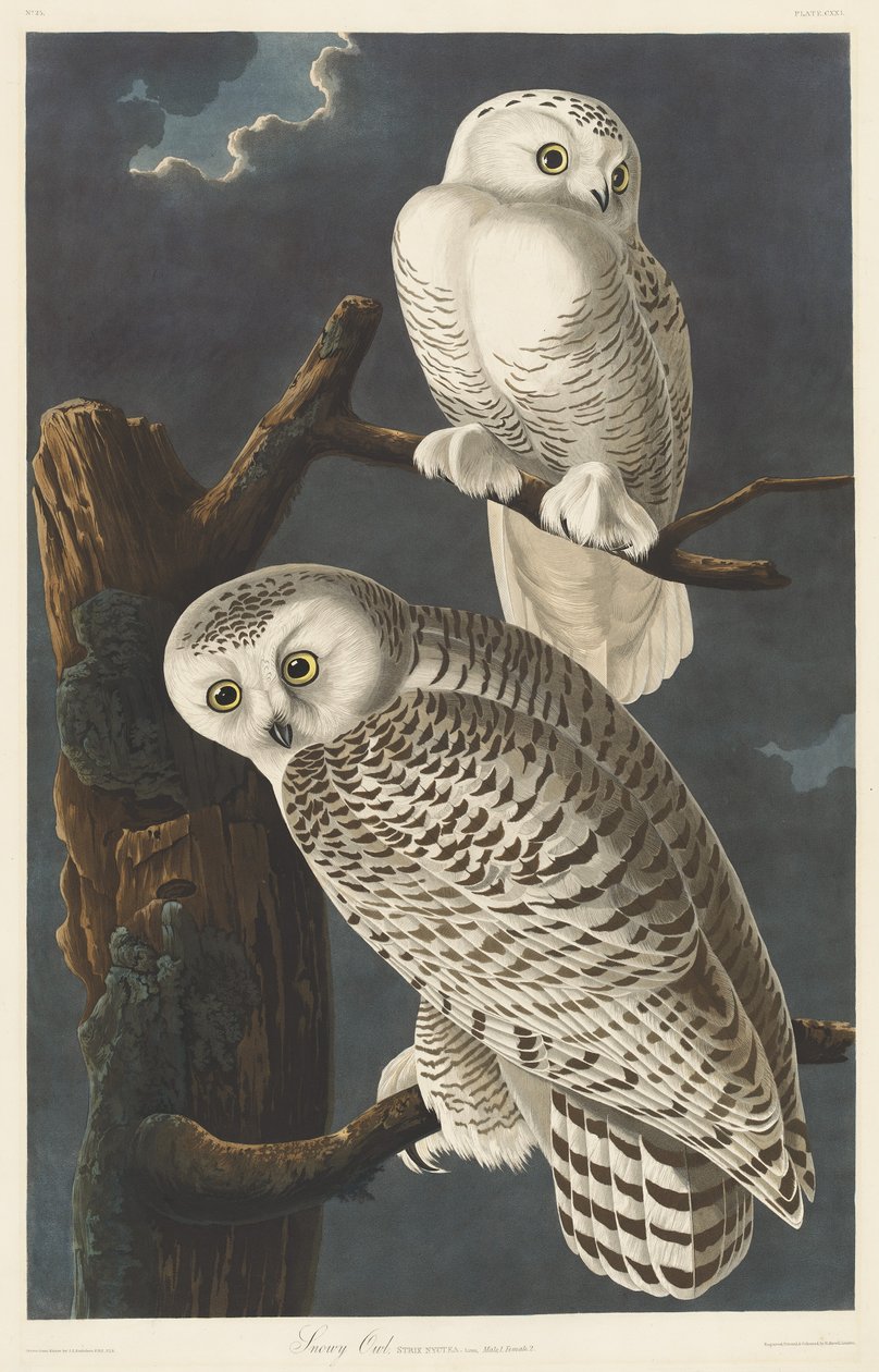 Sněžná Sova od Robert Havell after John James Audubon