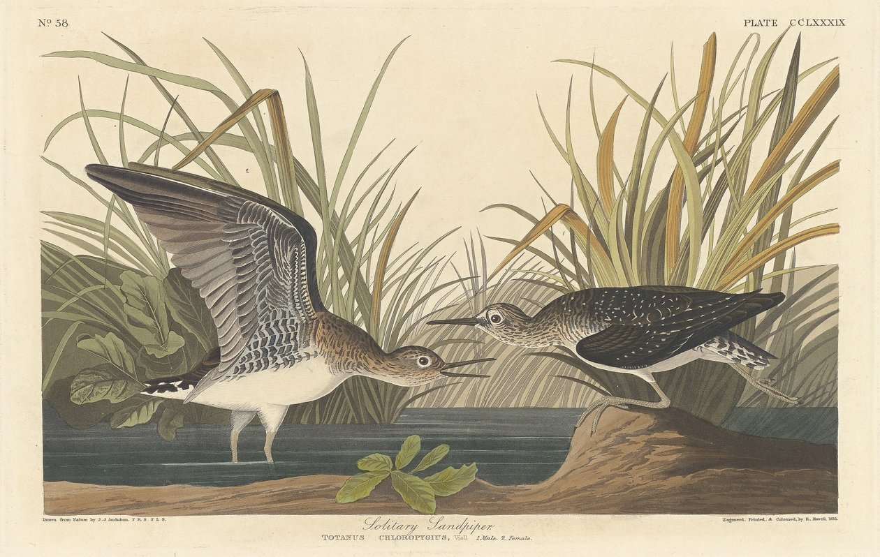 Sandpiper samotář od Robert Havell after John James Audubon