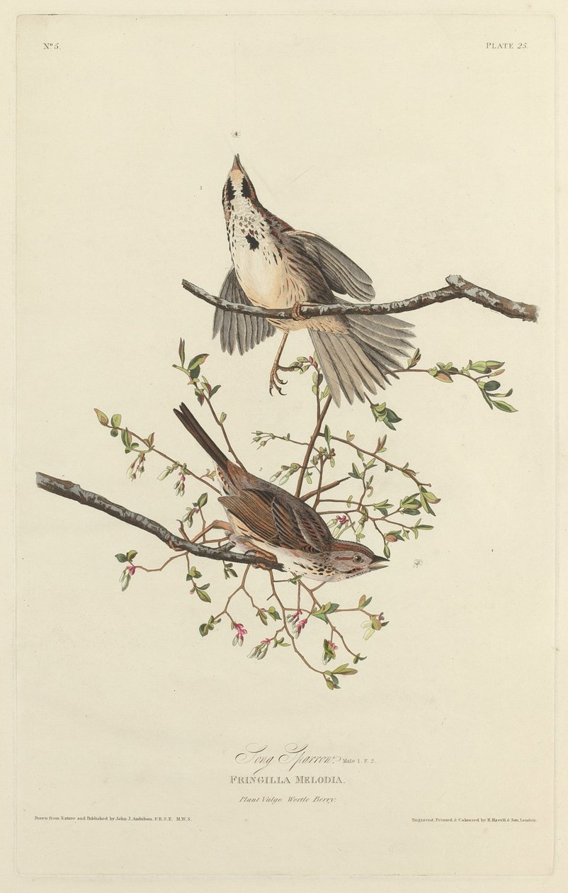 Píseň Sparrow od Robert Havell after John James Audubon