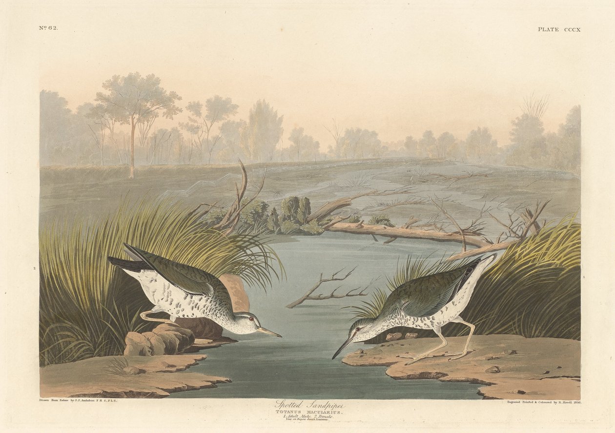 Sandpiper skvrnitý od Robert Havell after John James Audubon