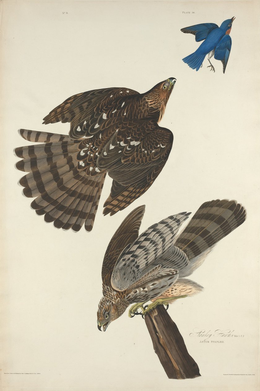 Stanley Hawk od Robert Havell after John James Audubon
