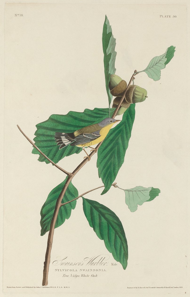 Swainsonův pěnice od Robert Havell after John James Audubon