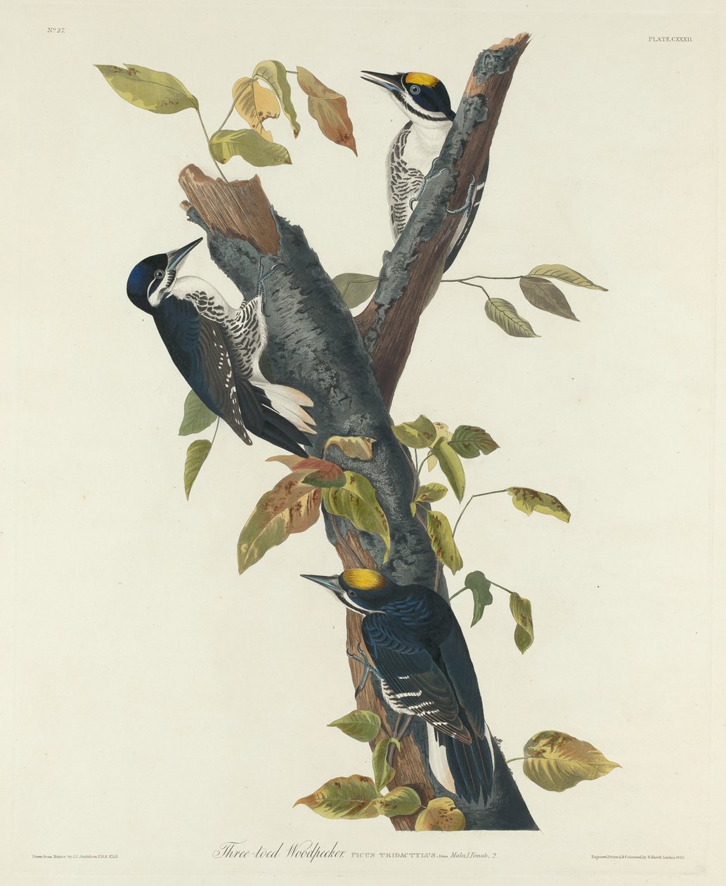 Datel tříprstý od Robert Havell after John James Audubon