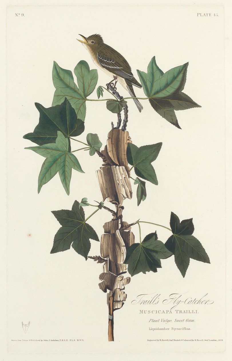 Traillův mucholapka od Robert Havell after John James Audubon
