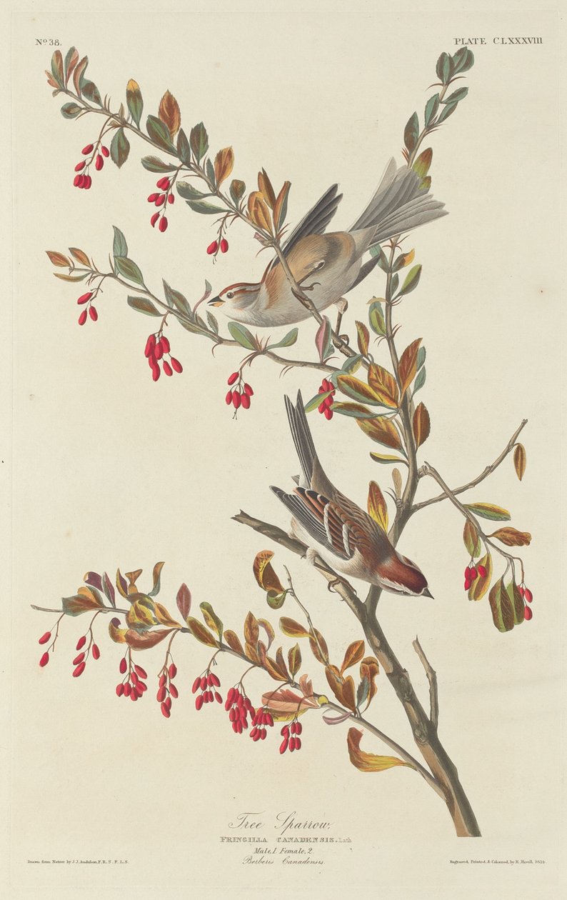 Vrabec stromový od Robert Havell after John James Audubon