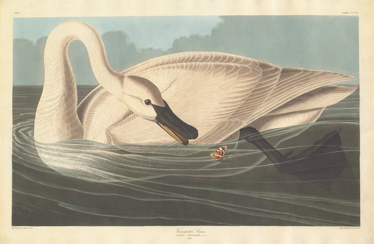 Trumpetista Labuť od Robert Havell after John James Audubon