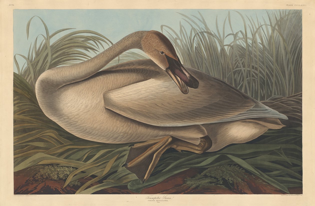 Trumpetista Labuť od Robert Havell after John James Audubon