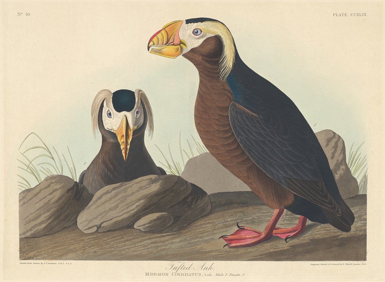 chuchvalcový od Robert Havell after John James Audubon