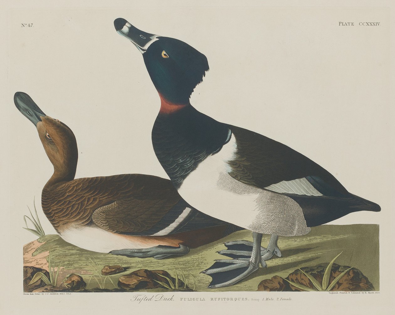 Všívaná kachna od Robert Havell after John James Audubon
