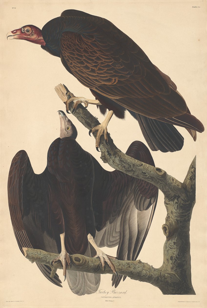 Káně krůtí od Robert Havell after John James Audubon