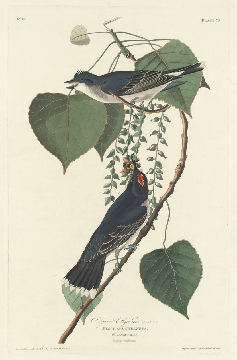 Tyran Flycatcher od Robert Havell after John James Audubon
