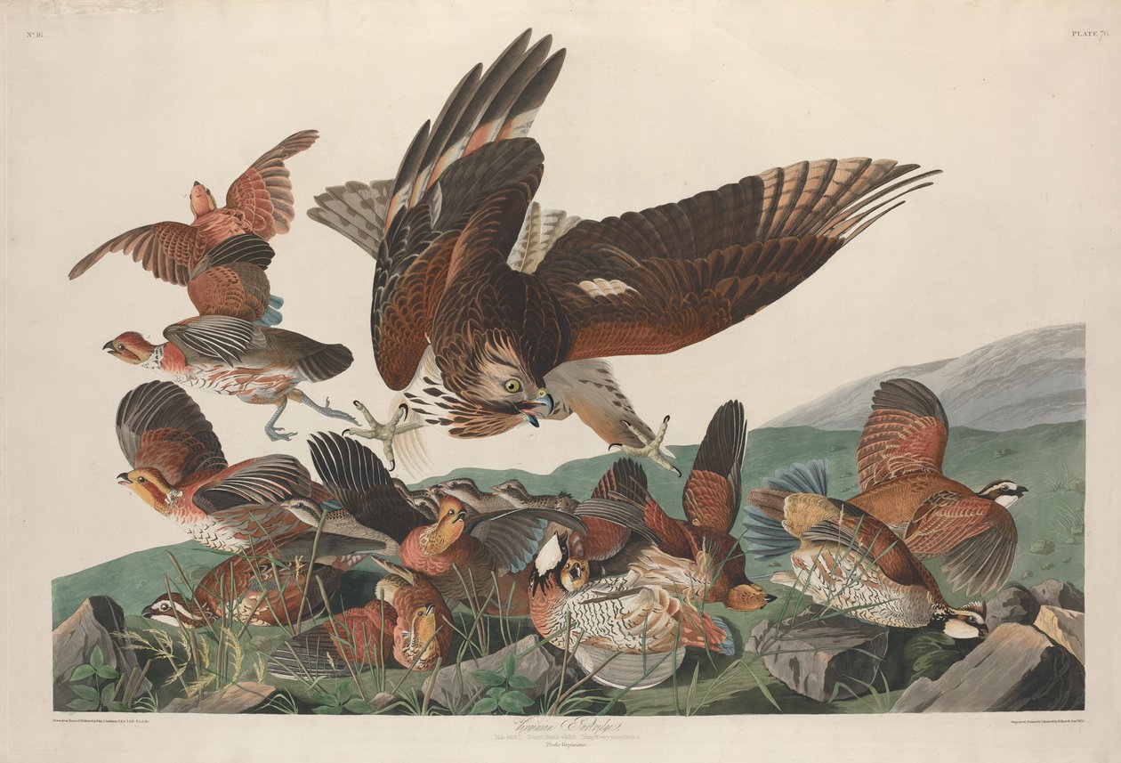 Virginian Partridge od Robert Havell after John James Audubon