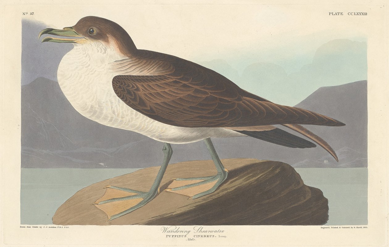 Putující Shearwater od Robert Havell after John James Audubon