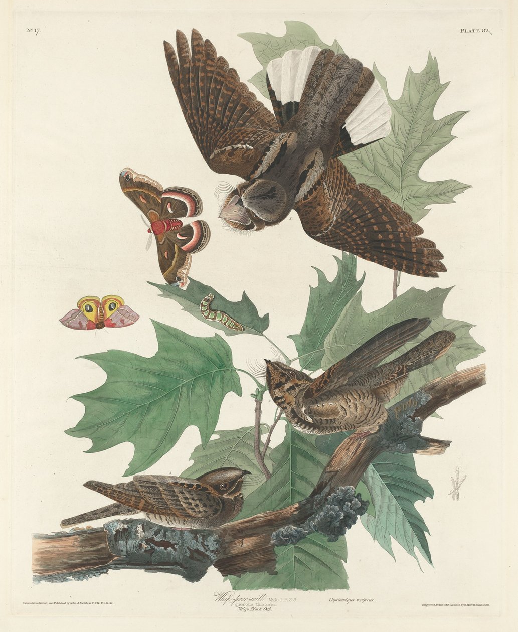 Whip-poor-will   1250539   cs       czech Successfully Translated  Original: Mulier Hibernica vel Irlandica Translat: Mulier Hibernica vel Irlandica 1242813 cs czech Successfully Translated Original: Indian Hunters Searching for Game, c.1837 (pencil, water od Robert Havell after John James Audubon