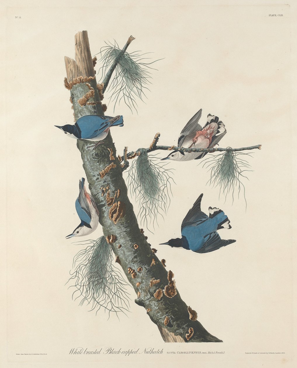 Brhlík běloprsý černotemenný od Robert Havell after John James Audubon