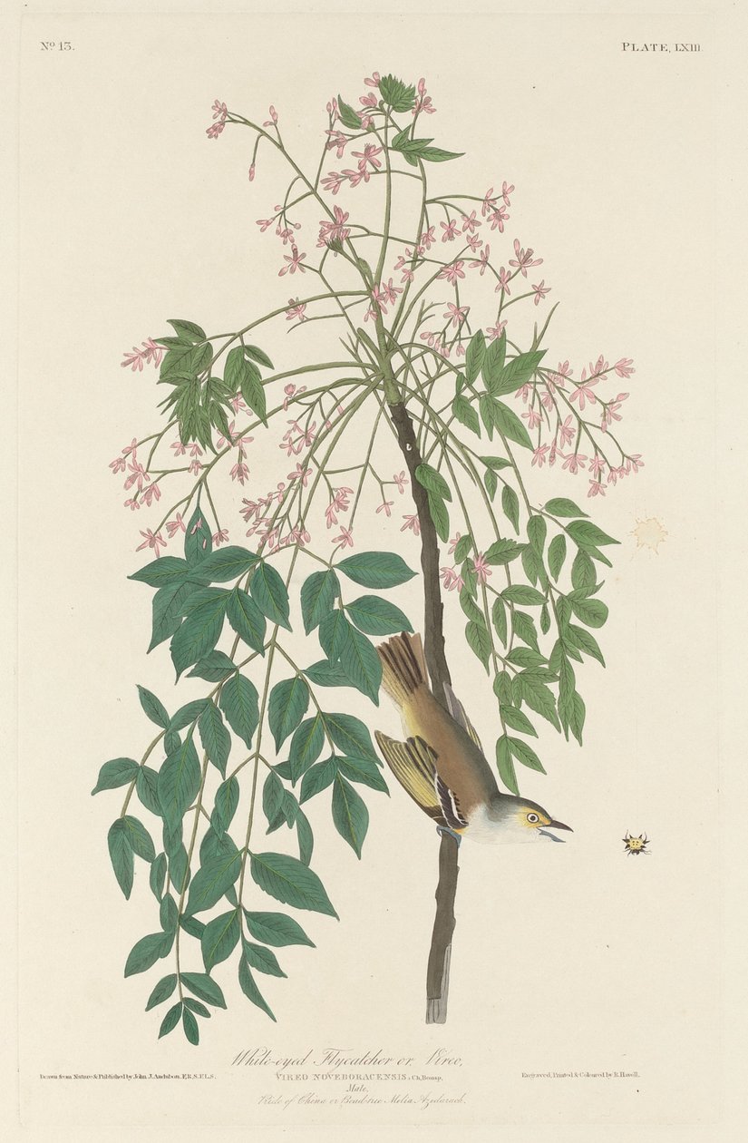 White-eyed Fly Catcher   1240210   cs       czech Successfully Translated  Original: Tug of War Translat: Tug of War 1399971 cs czech Successfully Translated Original: Christuskopf Translat: Christuskopf 1344792 cs czech Successfully Translated Original: B od Robert Havell after John James Audubon