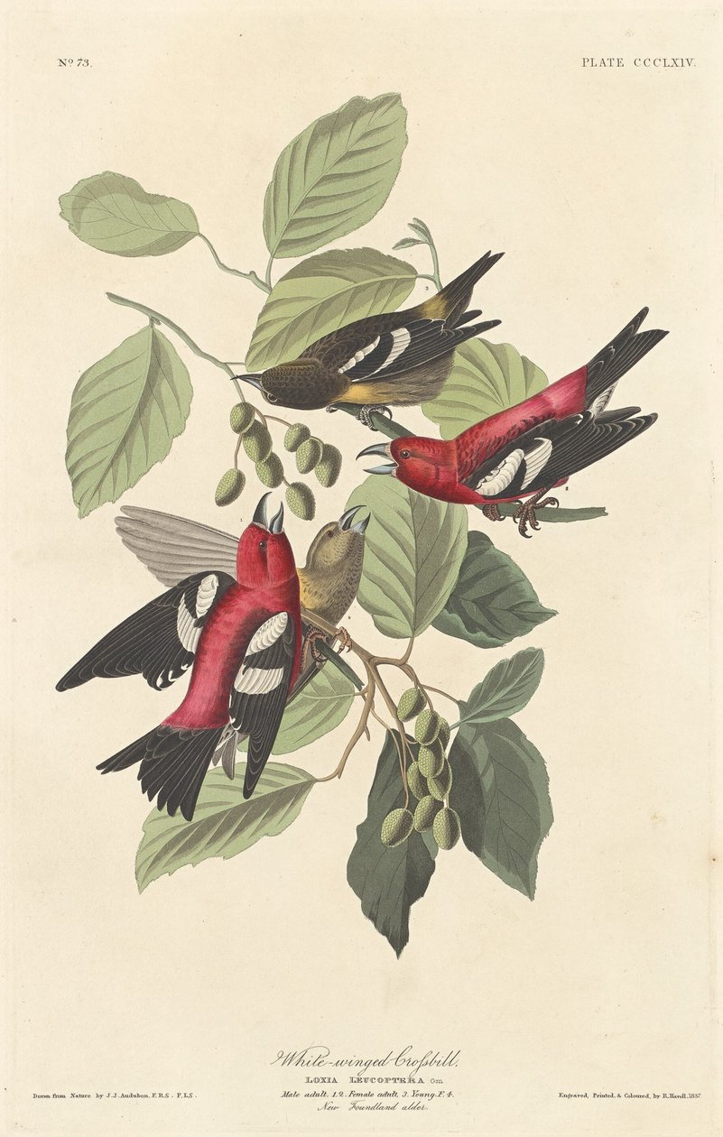Kříženec bělokřídlý od Robert Havell after John James Audubon