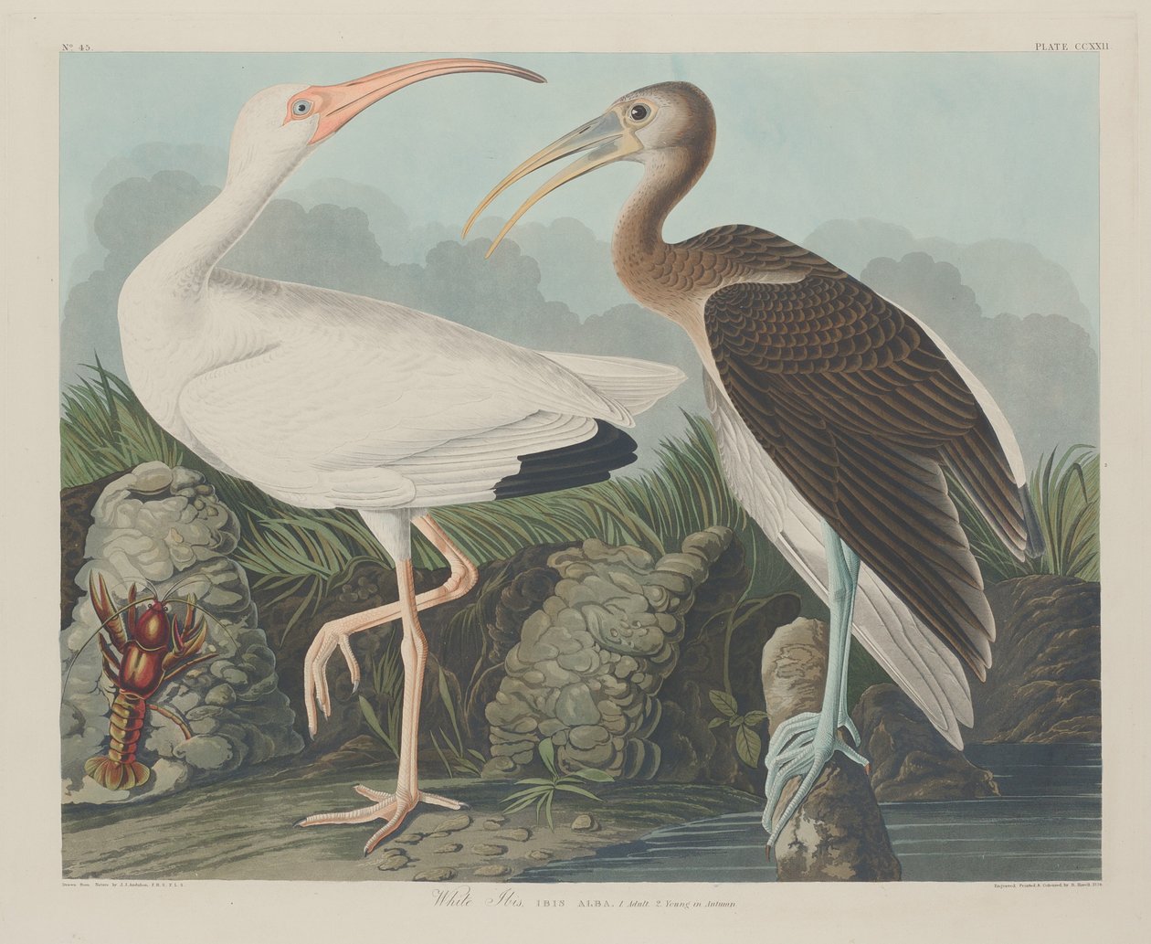 Ibis bílý od Robert Havell after John James Audubon