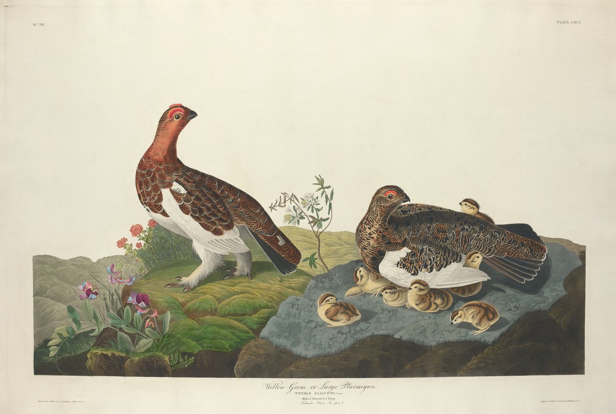 Willow Grous od Robert Havell after John James Audubon