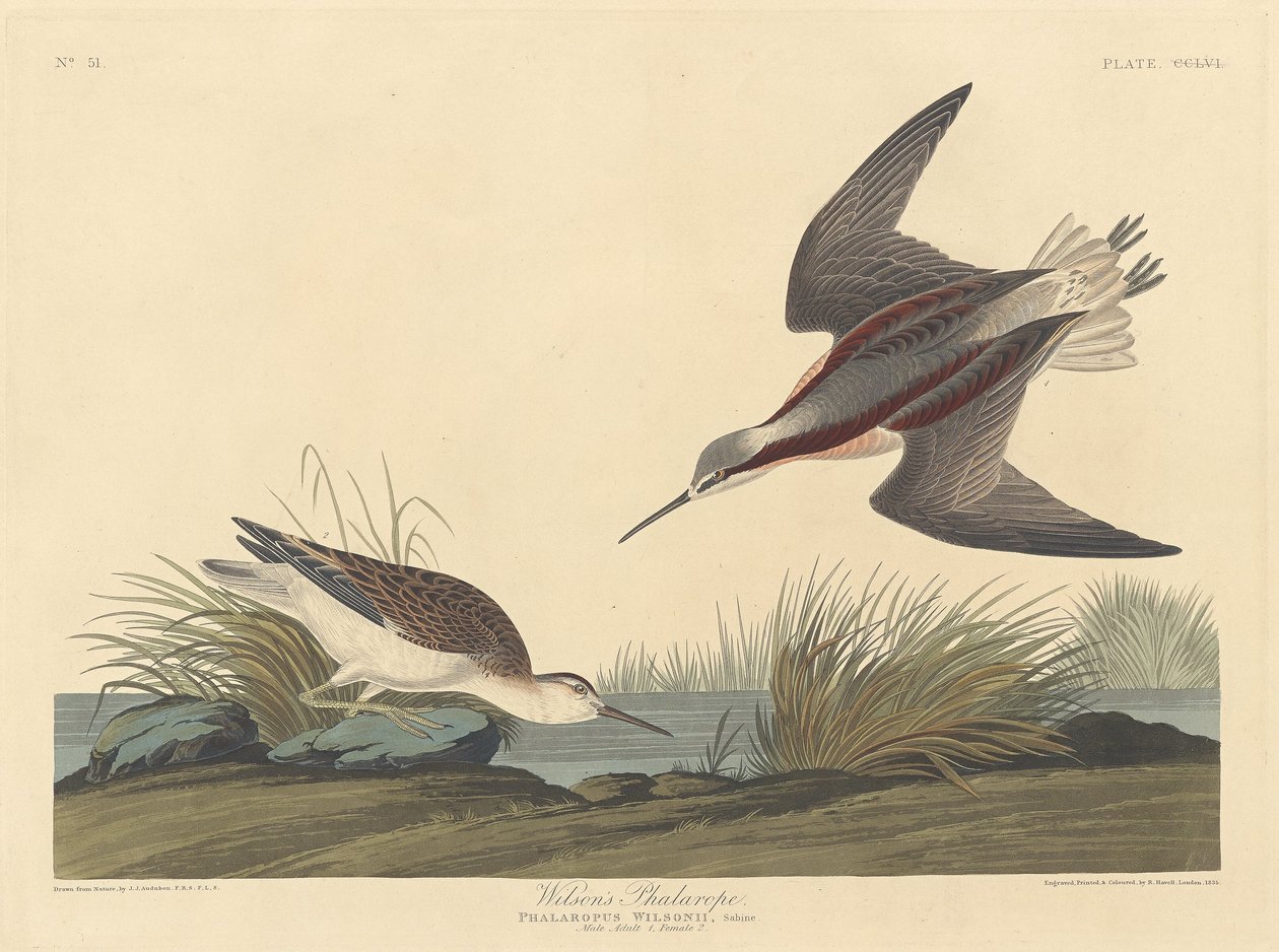 Wilsonův phalarope od Robert Havell after John James Audubon