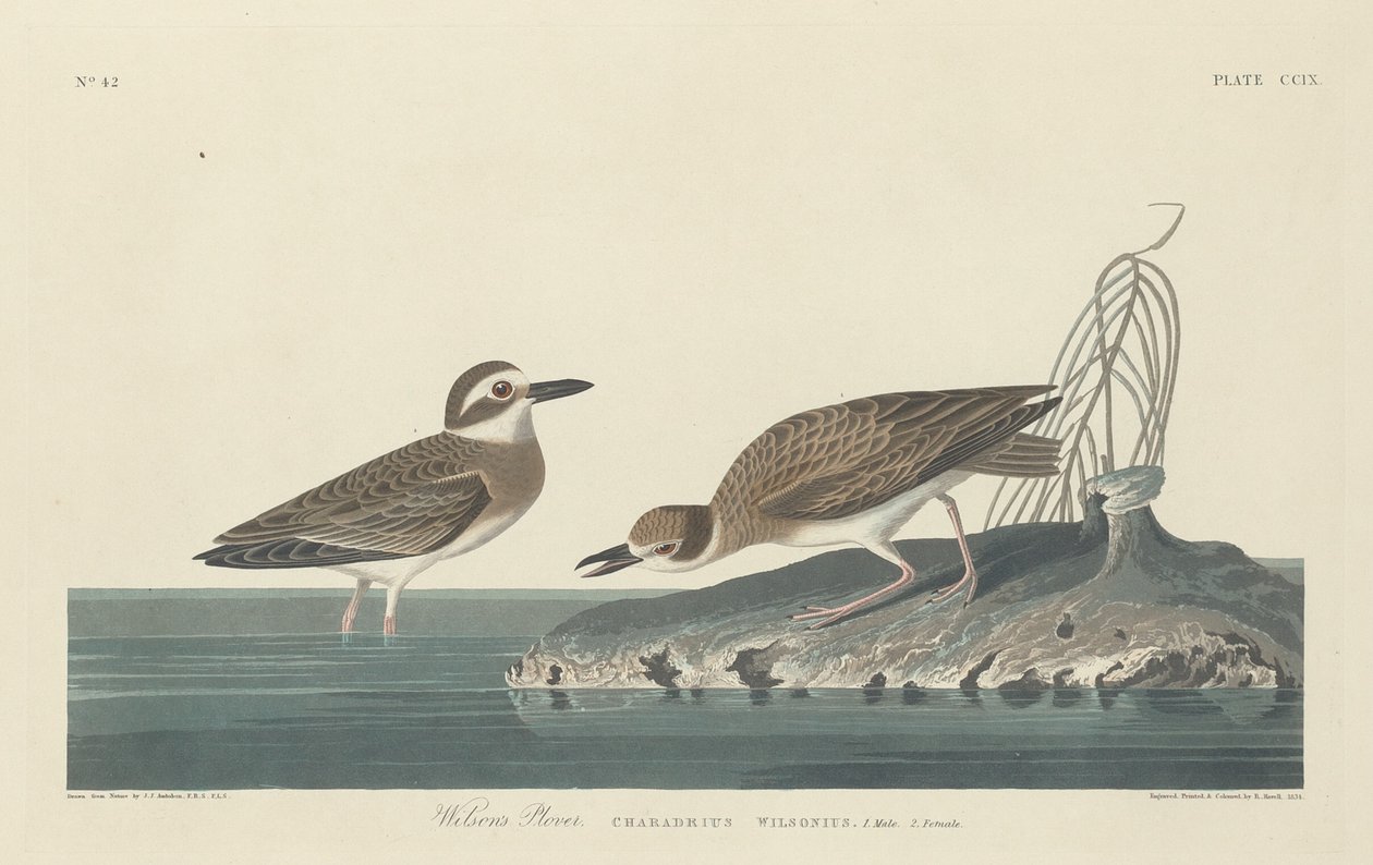 Kulík Wilsonův od Robert Havell after John James Audubon