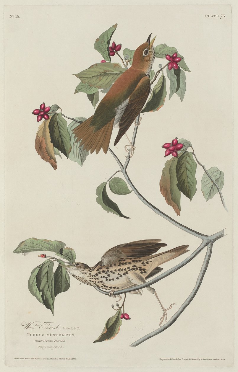 Drozd lesní od Robert Havell after John James Audubon