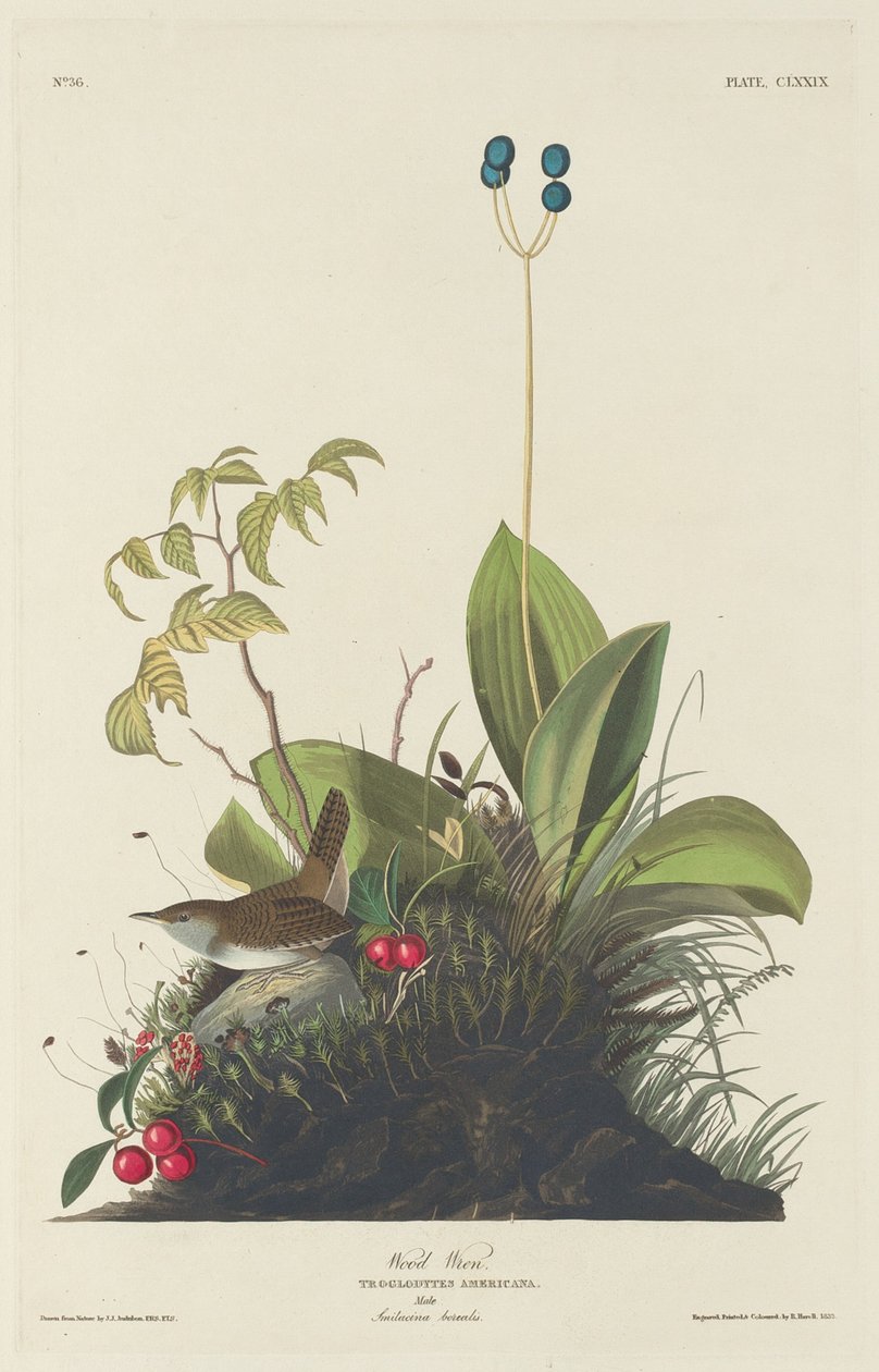 Dřevěný střízlík od Robert Havell after John James Audubon