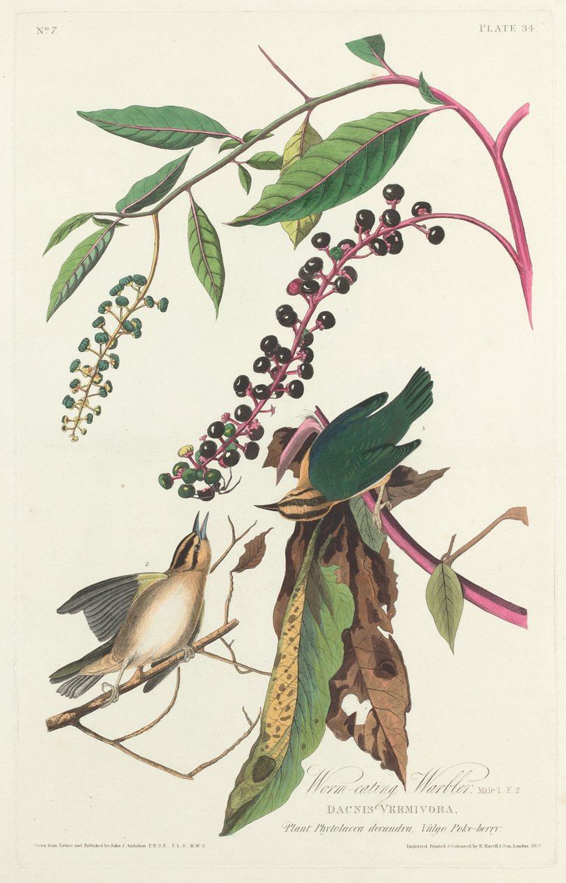 Pěnice červožravá od Robert Havell after John James Audubon