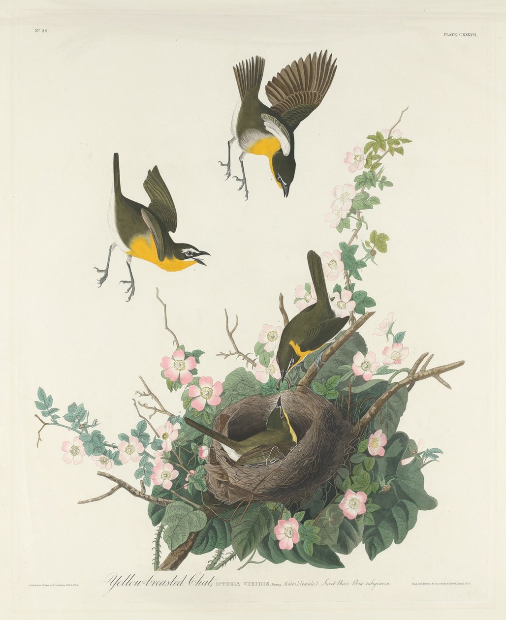 Žlutoprsý Chat od Robert Havell after John James Audubon