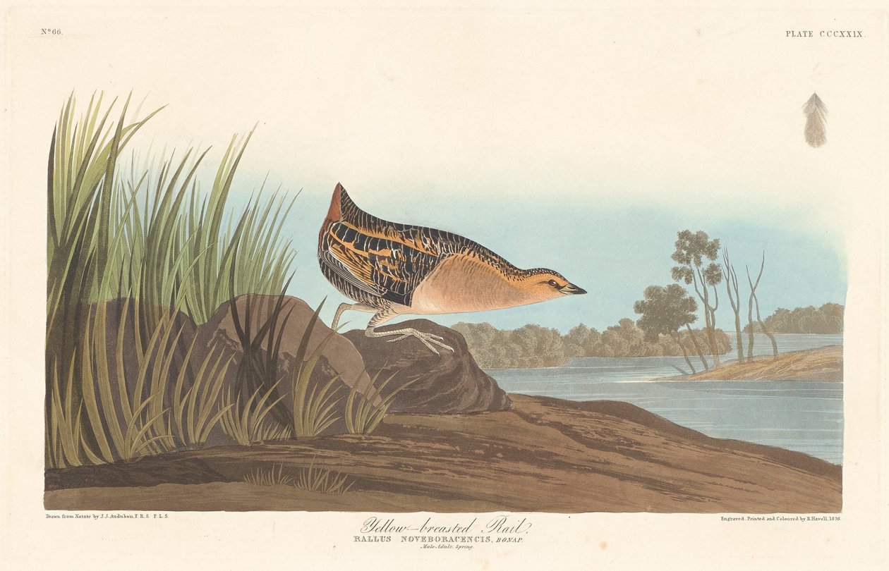 Žlutoprsá kolejnice od Robert Havell after John James Audubon