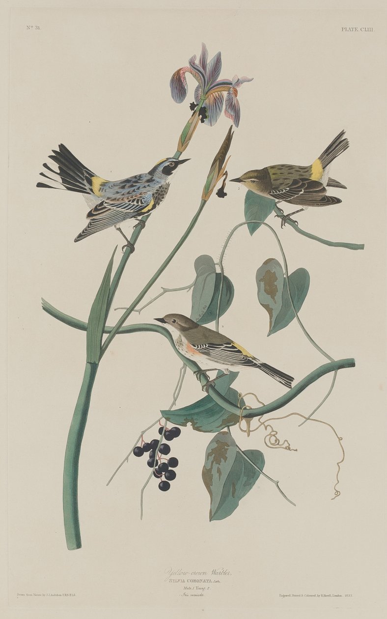 Pěnice žlutokorunová od Robert Havell after John James Audubon