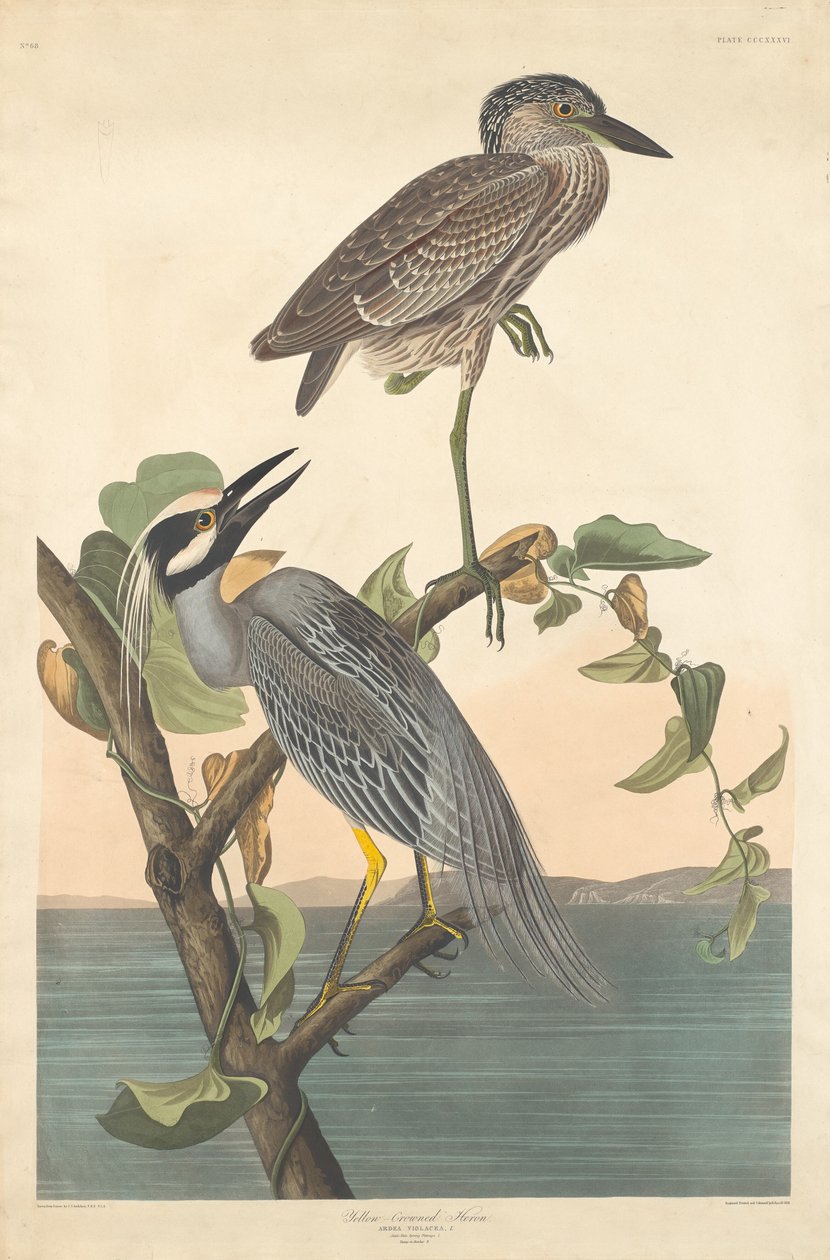 Volavka žlutokorunovaná od Robert Havell after John James Audubon