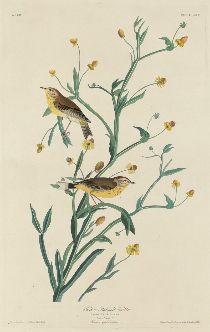 Žlutá pěnice červená od Robert Havell after John James Audubon