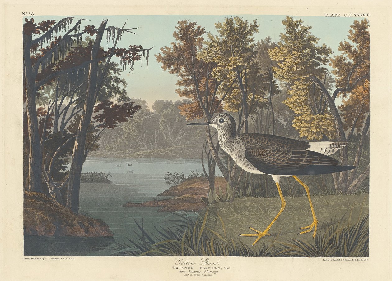 Žlutá stopka od Robert Havell after John James Audubon