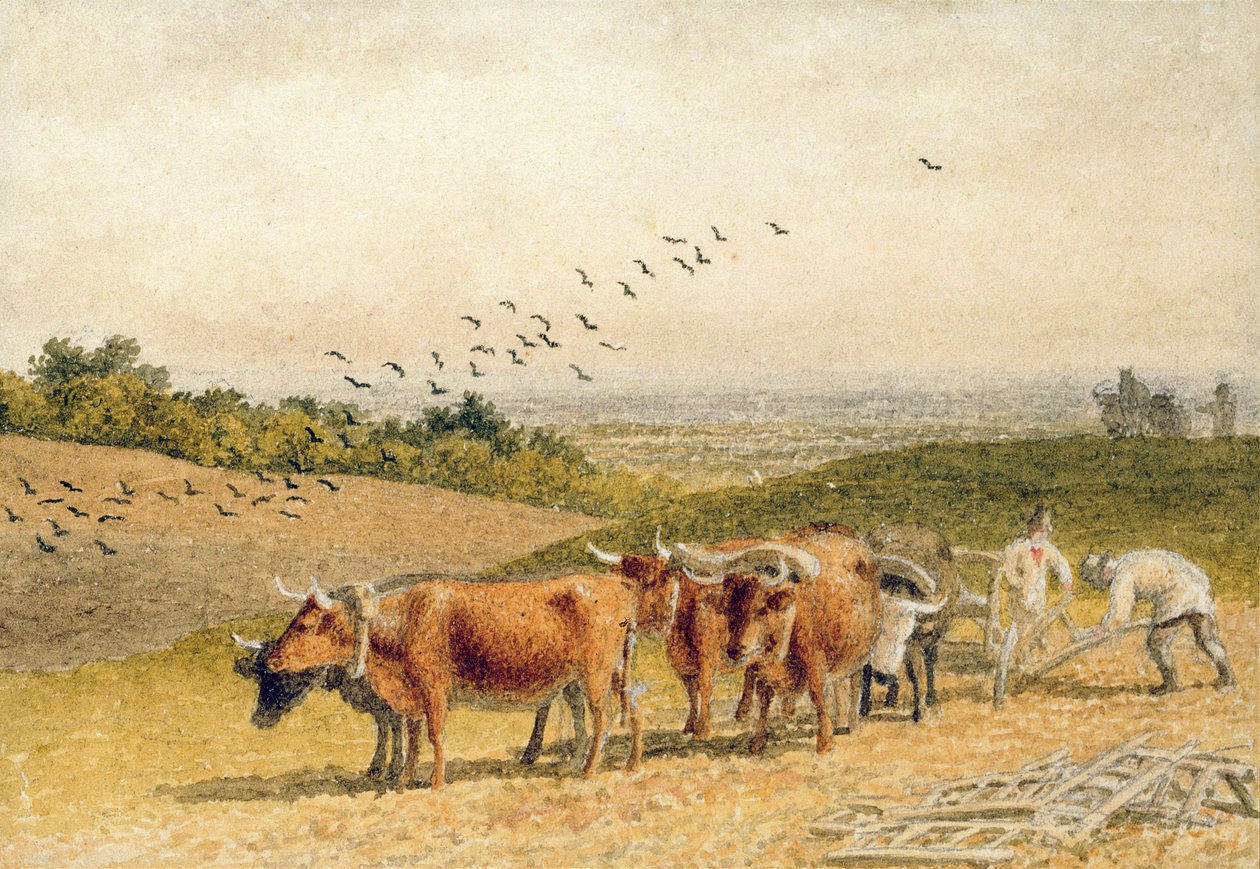 Voli orat Downland pole od Robert Hills