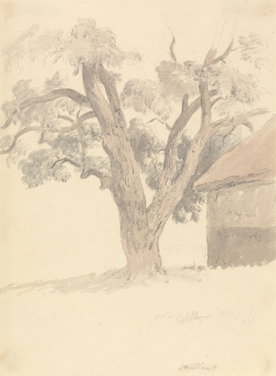 Ořešák vlašský od Robert Hills