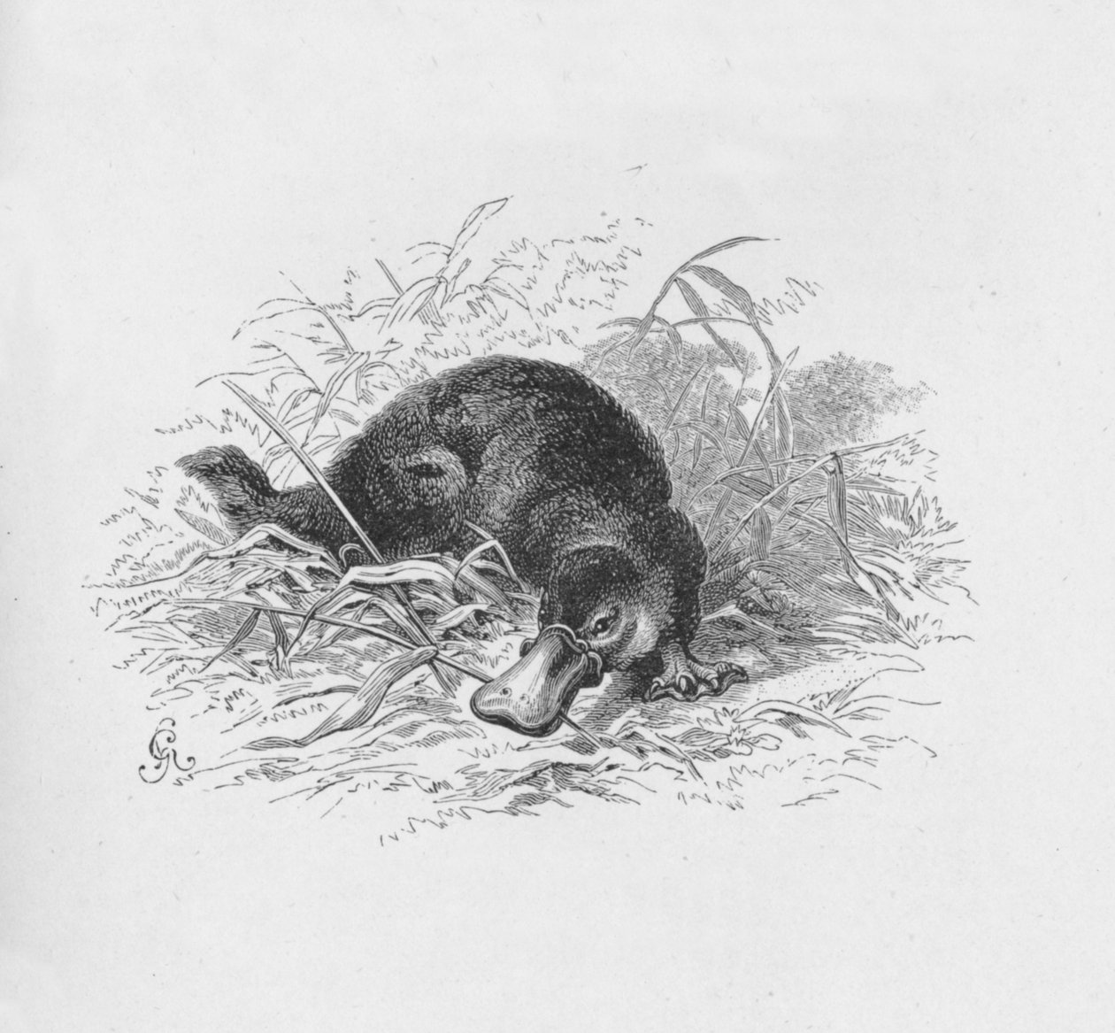 Ornithorhynchus Paradoxus, c1885, 1890 od Robert Taylor Pritchett