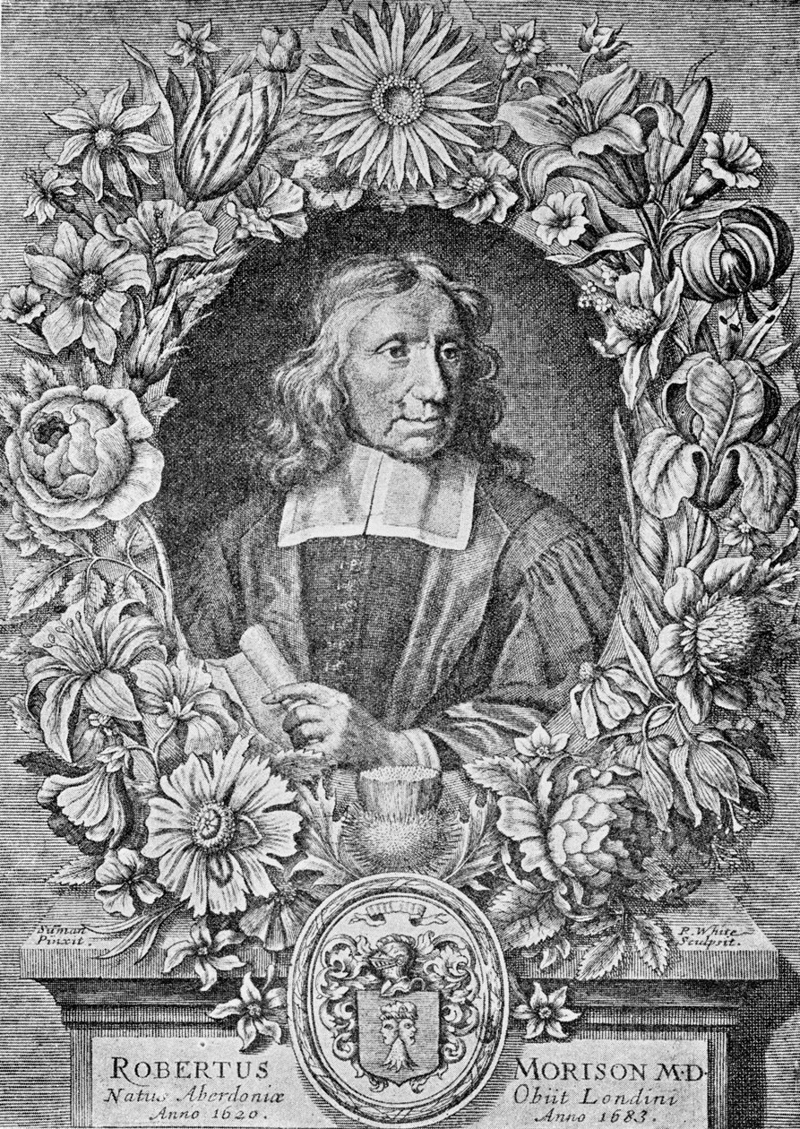 Robert Morison, 1680 od Robert White