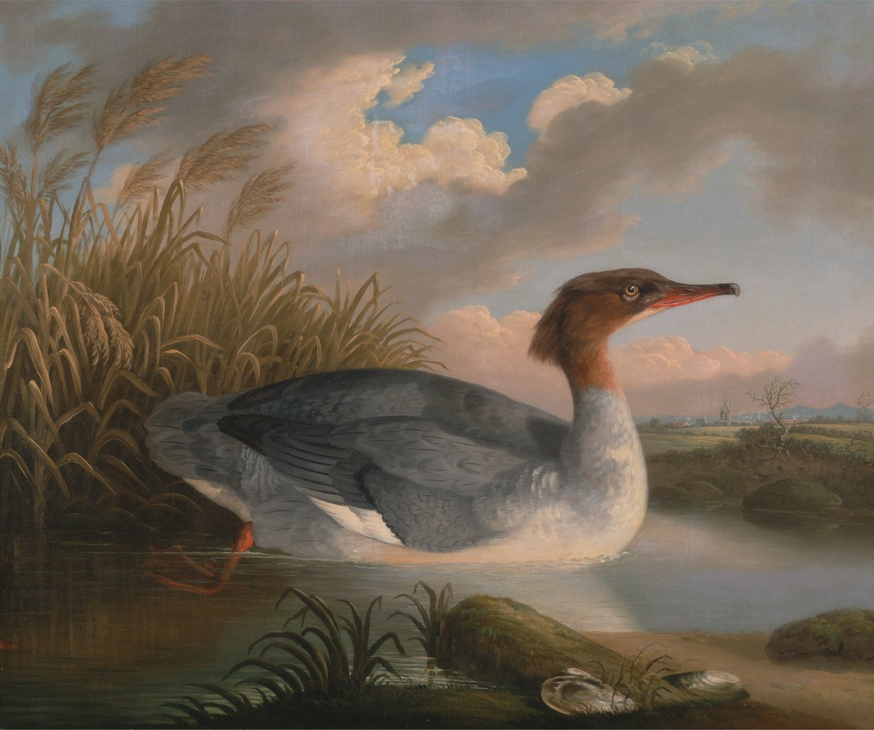 AD UN potápěč (goosander) od Robert Wilkinson Padley