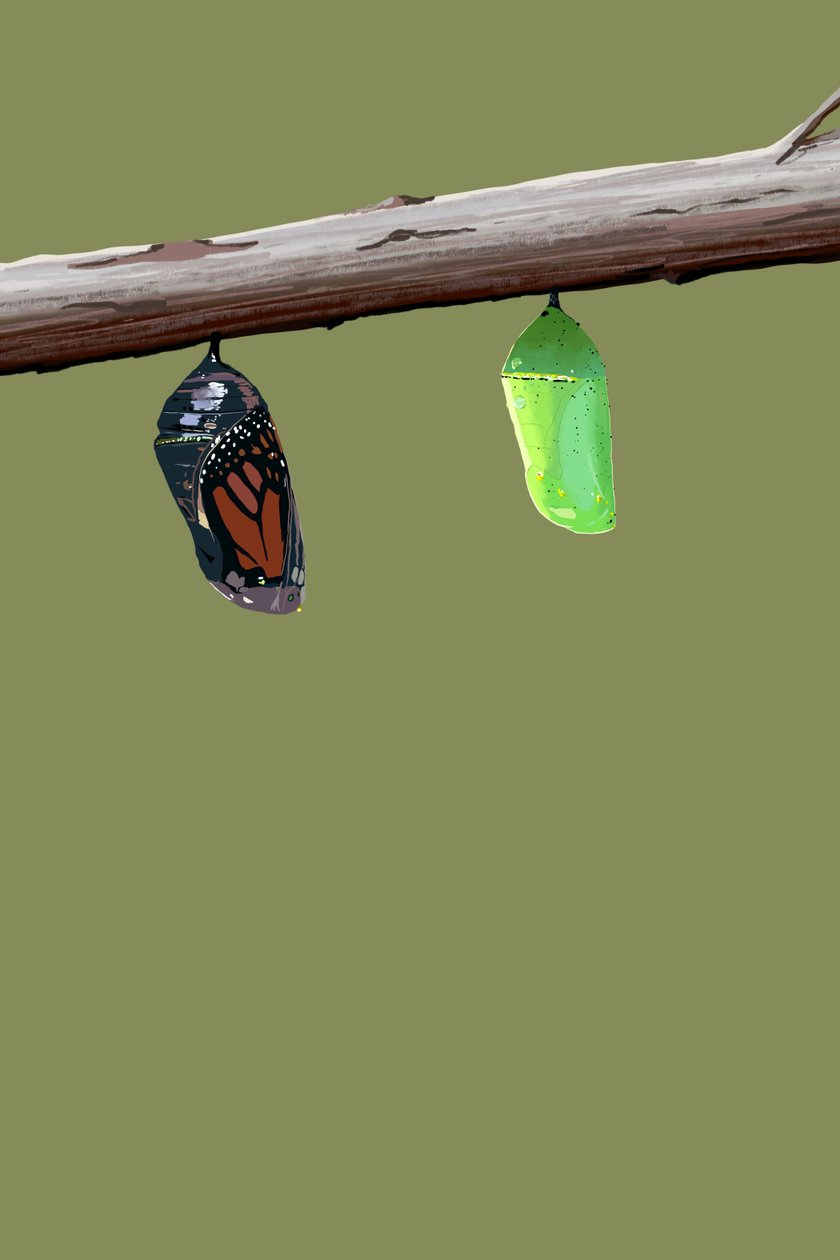 Monarch Cocoons, 2022 (digitální) od Roberta Murray
