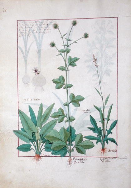 Paní Fr. Fv VI #1 fol.119v Sorrel a Gariofilata (Benedicta Wood) ilustrace z knihy The Book of Simple Medicines od Mattheaua Platearia (d.c.1161) c.1470 od Robinet Testard