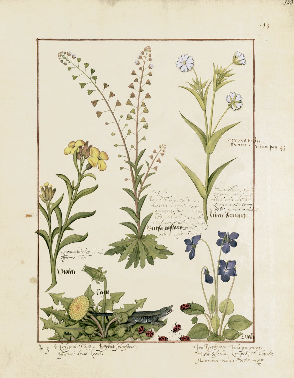 Ilustrace z Knihy jednoduchých léků od Mattheau Platearius 138r od Robinet Testard