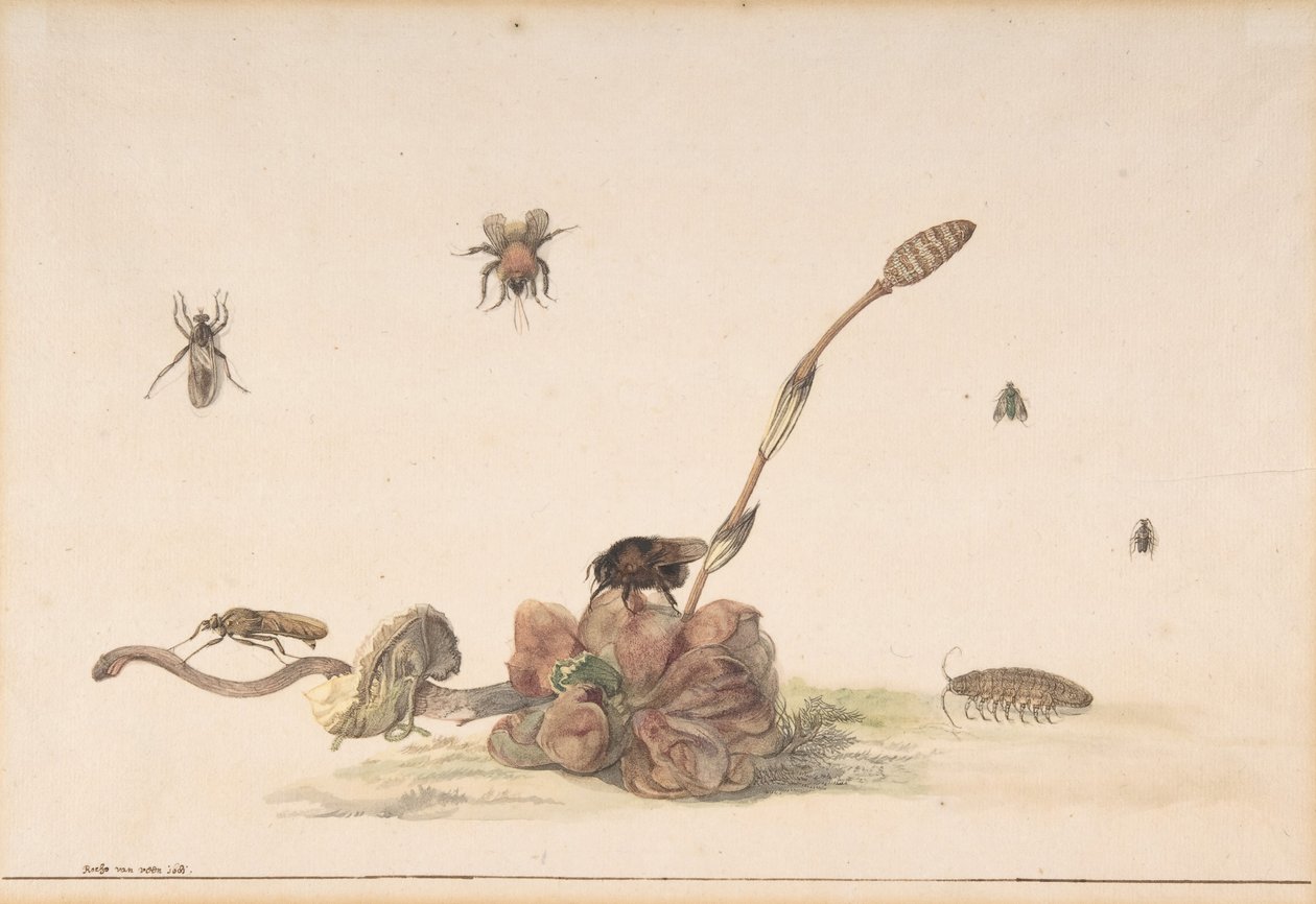 Různé druhy hmyzu houbou, 1681. od Rochus van Veen