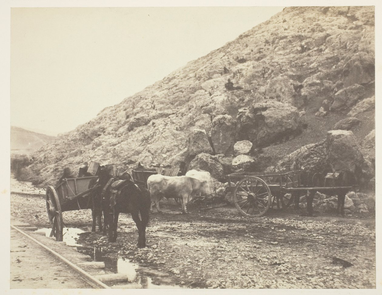 Dobytek a vozy, opouštějící Balaklavu, 1855. od Roger Fenton